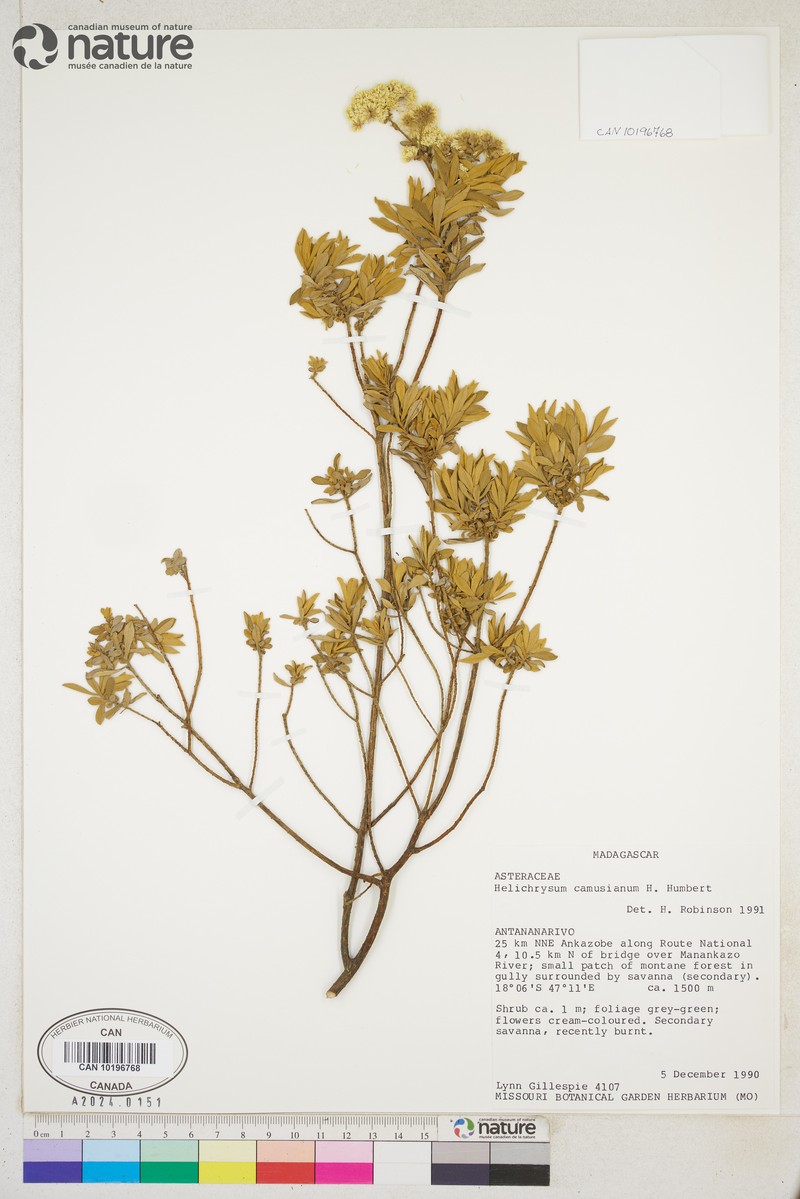 Helichrysum bracteiferum subsp. bracteiferum