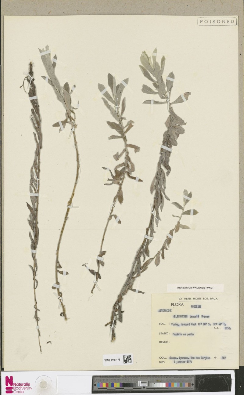 Helichrysum bracteiferum subsp. tsaratananense