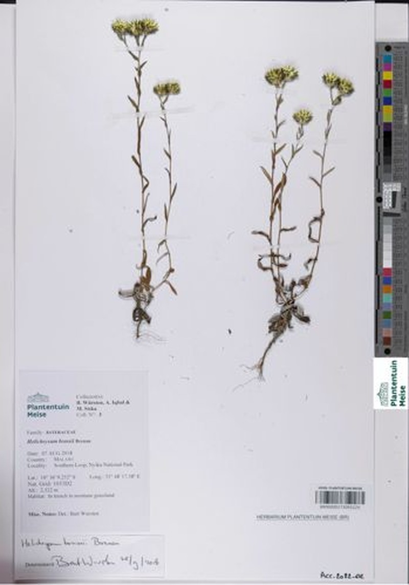 Helichrysum brassii photo 2