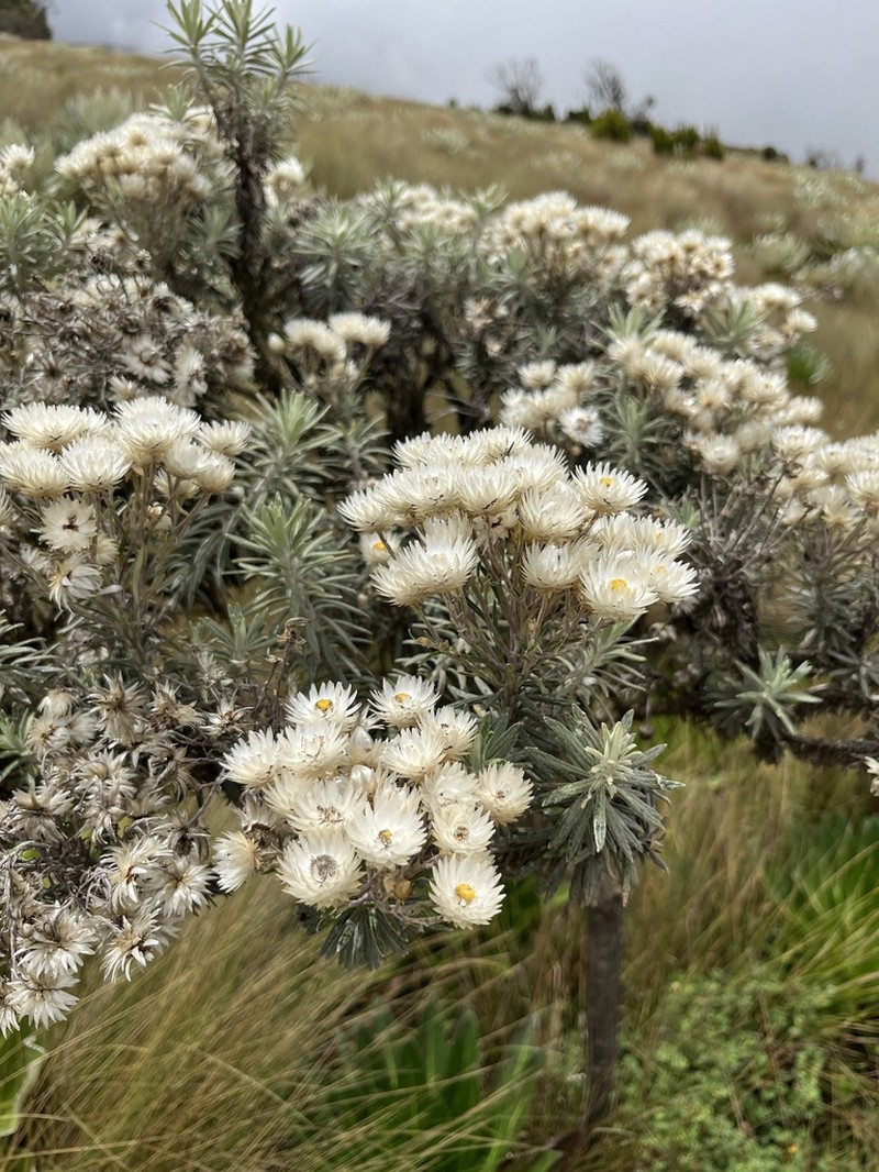 Helichrysum brownei
