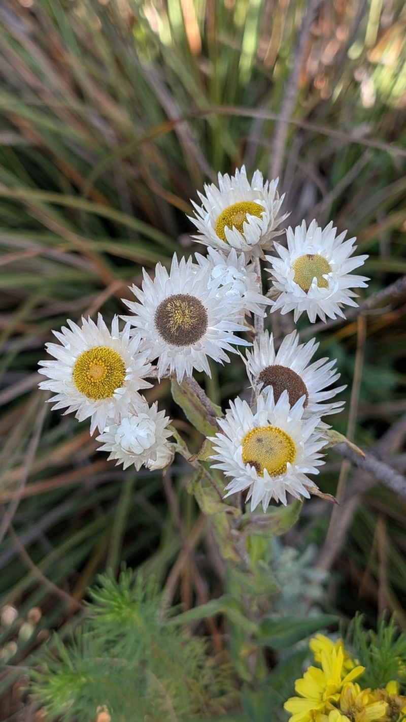 Helichrysum brownei photo 2