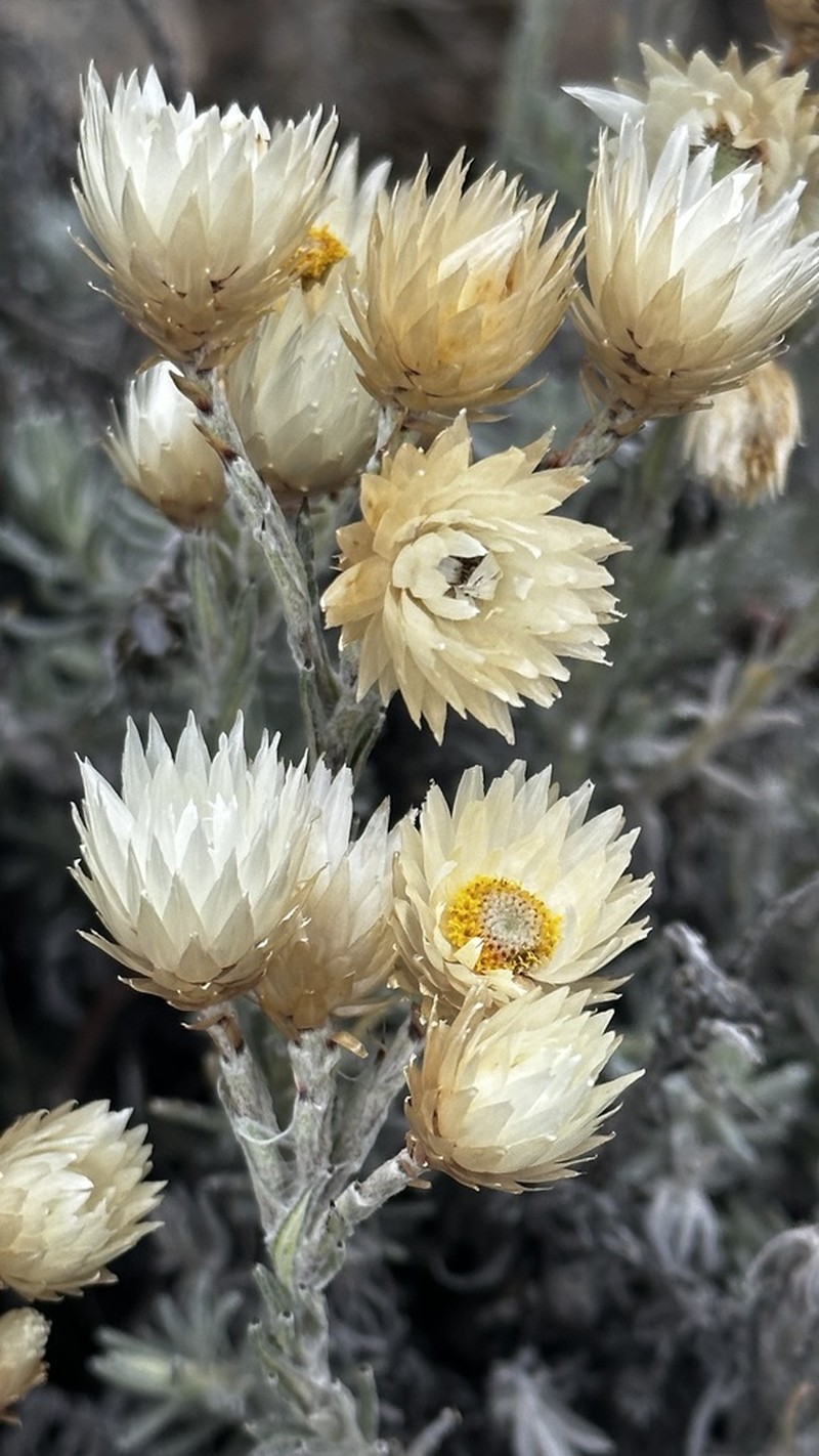 Helichrysum brownei photo 3