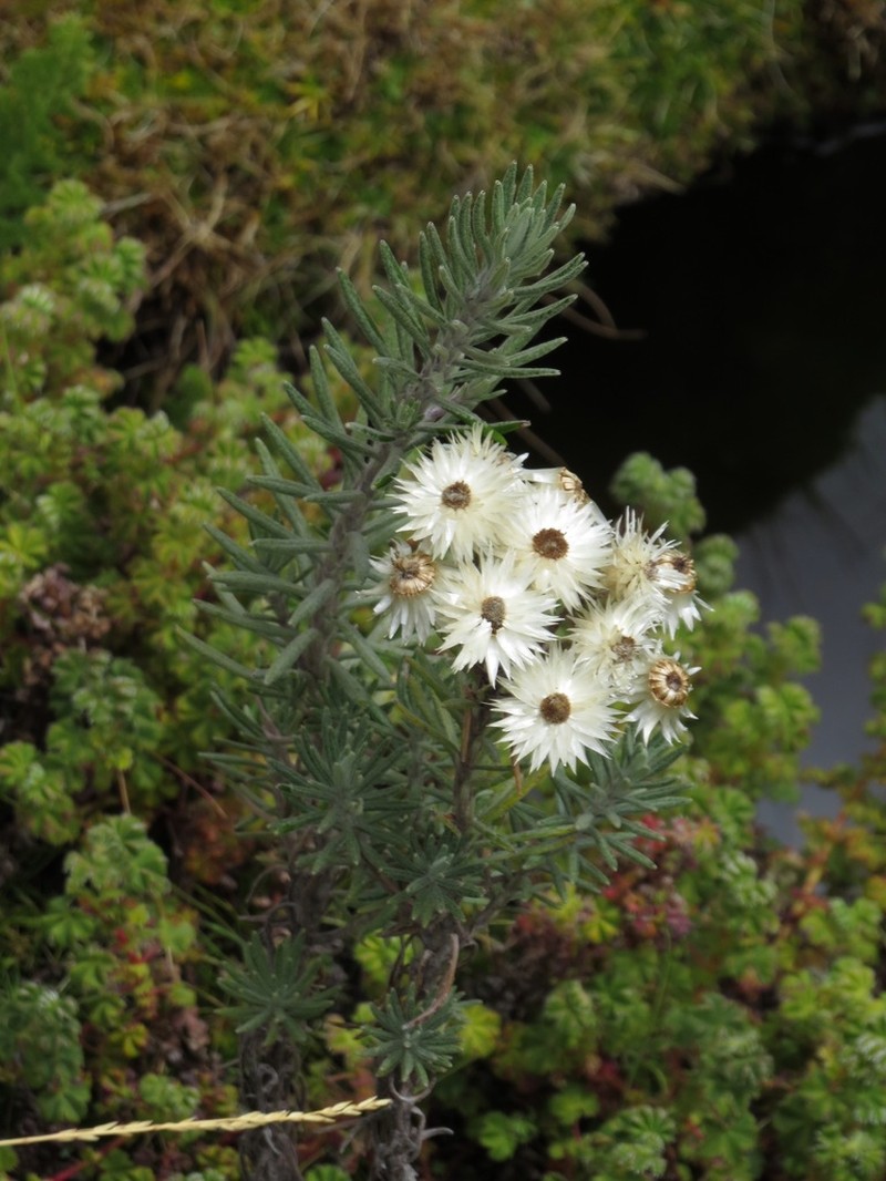 Helichrysum brownei photo 4