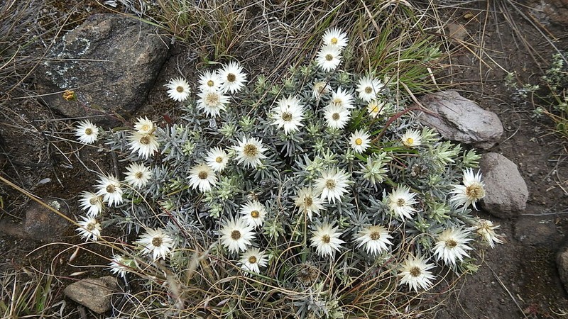 Helichrysum brownei photo 5