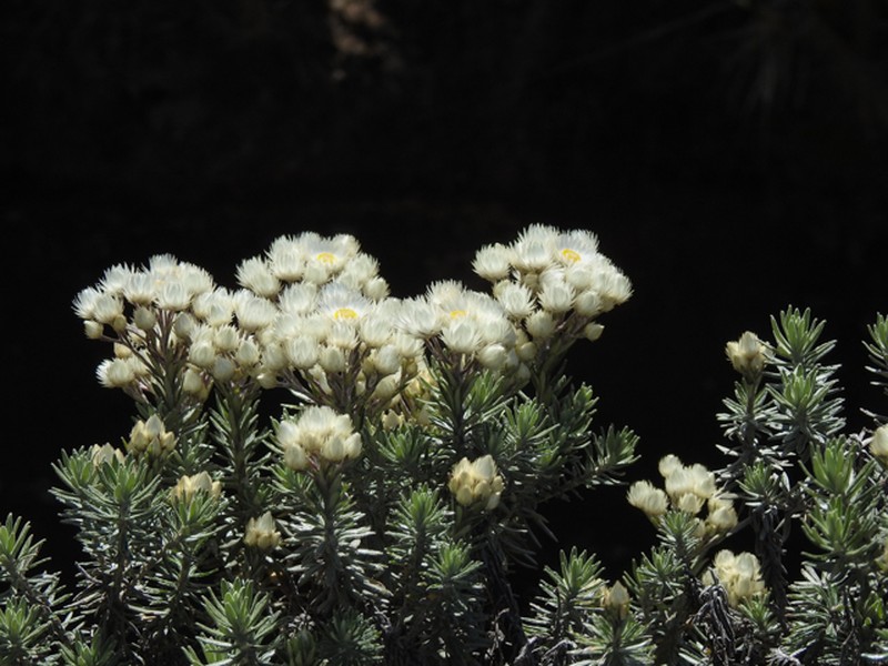 Helichrysum brownei photo 6