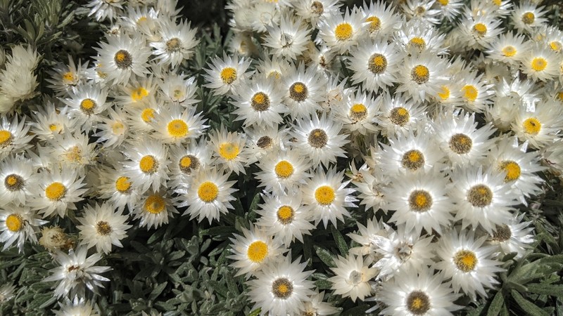 Helichrysum brownei photo 7
