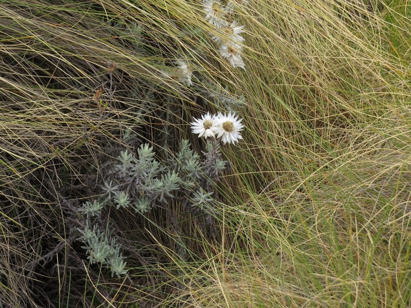 Helichrysum brownei photo 8