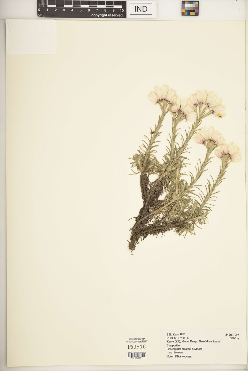 Helichrysum brownei var. brownei