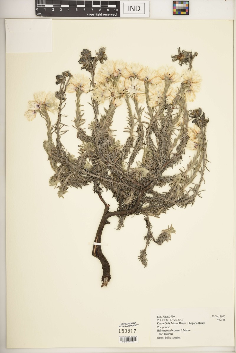 Helichrysum brownei var. brownei photo 2