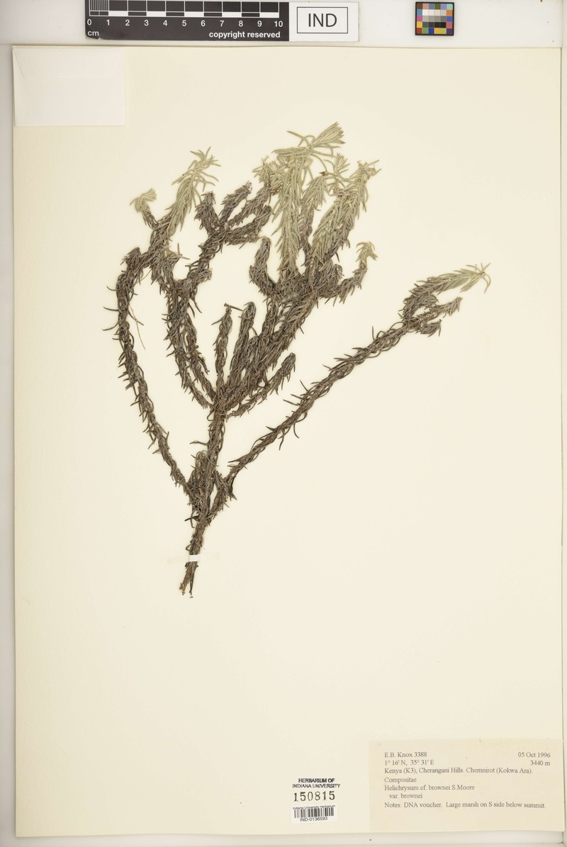 Helichrysum brownei var. brownei photo 3