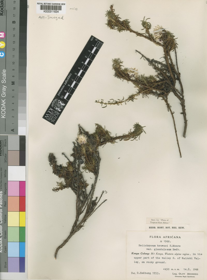 Helichrysum brownei var. glandulosum