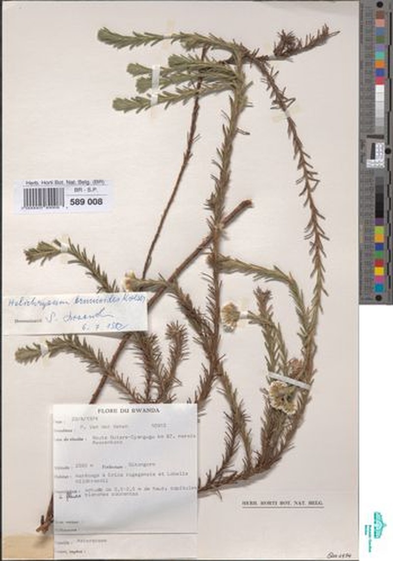 Helichrysum brunioides