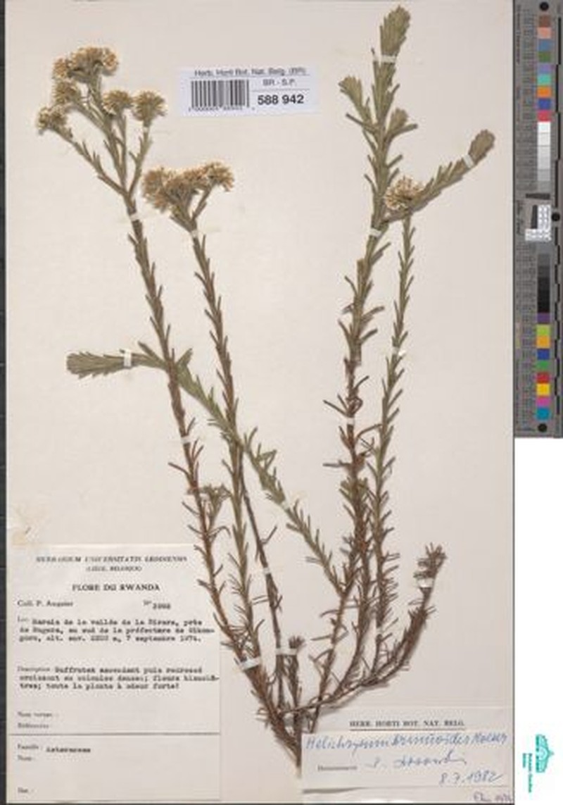 Helichrysum brunioides photo 2