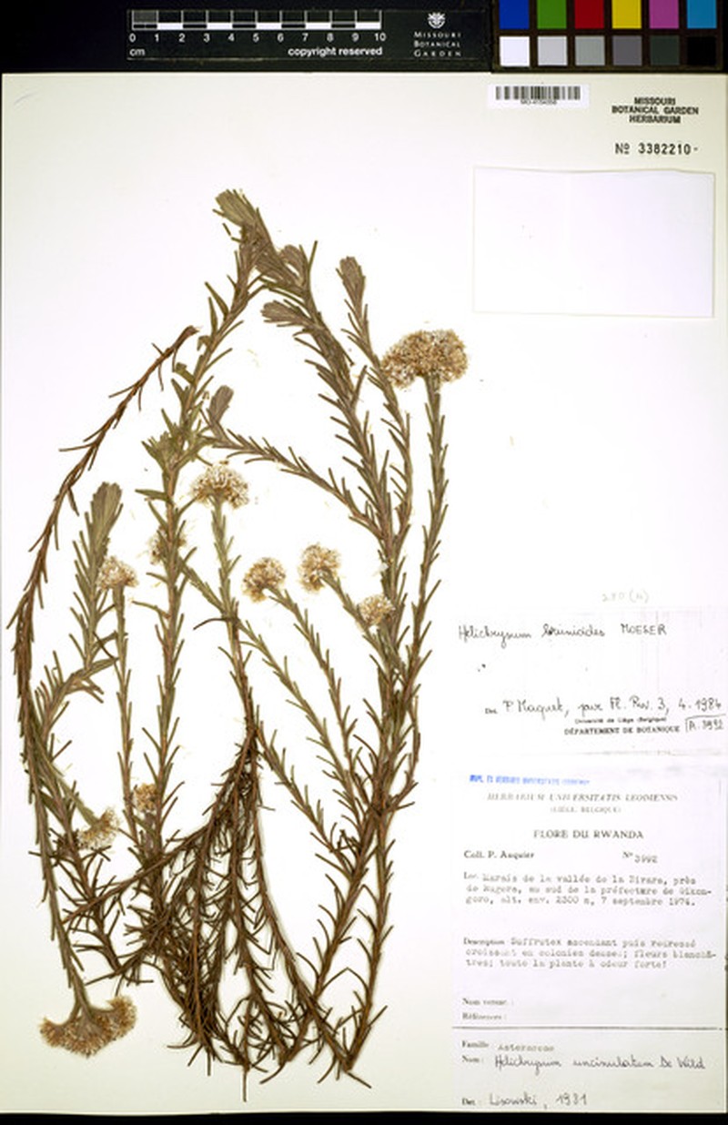 Helichrysum brunioides photo 3