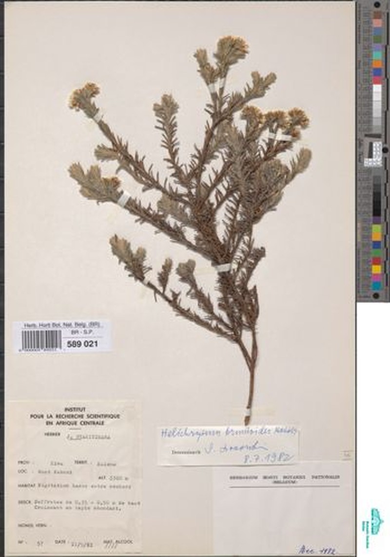 Helichrysum brunioides photo 4