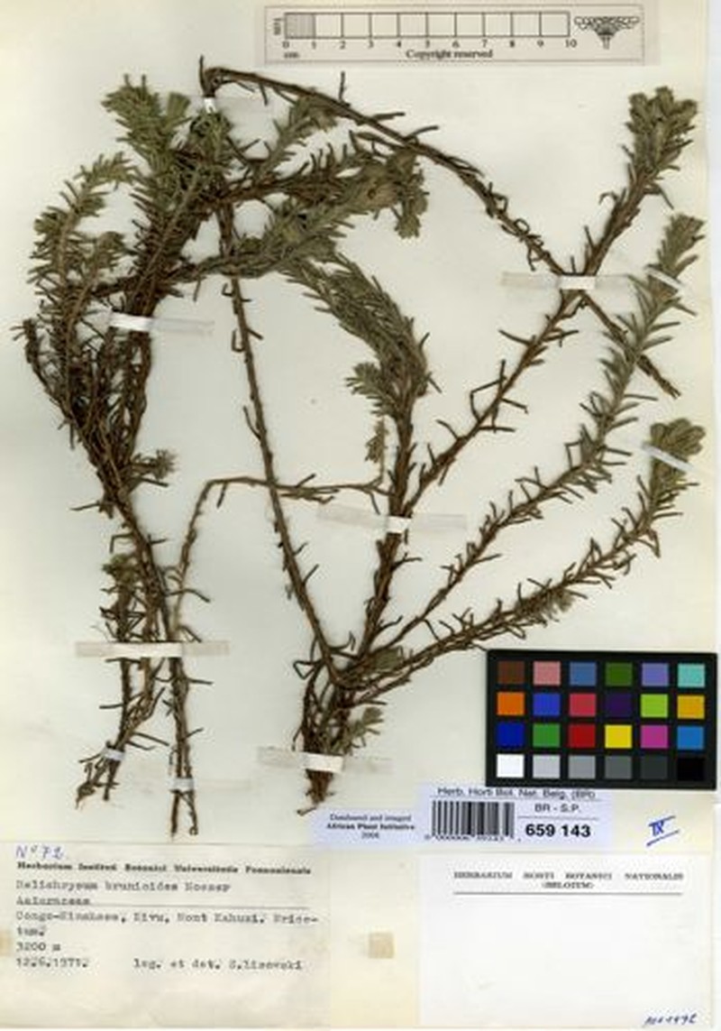Helichrysum brunioides subsp. brunioides photo 3
