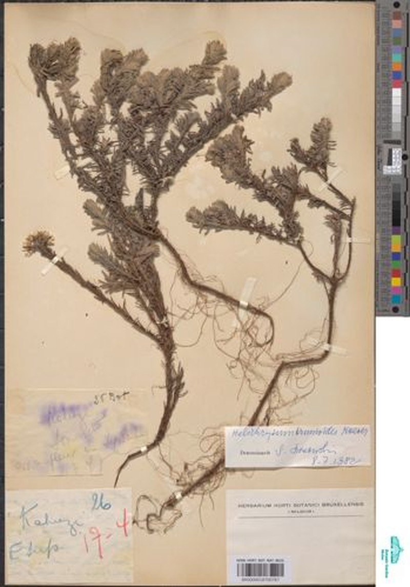 Helichrysum brunioides subsp. brunioides photo 4