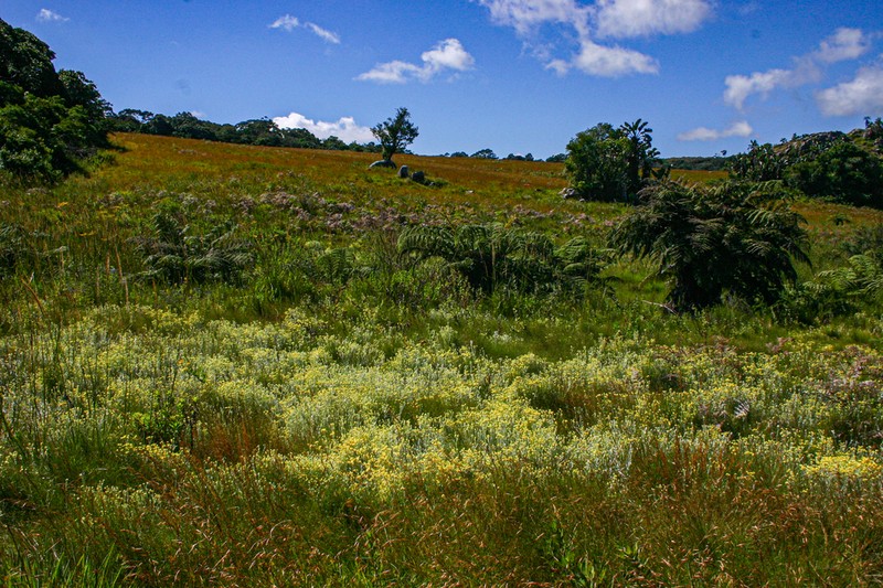 Helichrysum buchananii