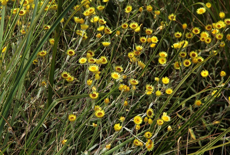 Helichrysum buchananii photo 2