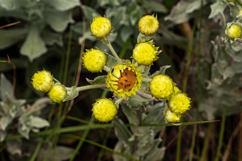 Helichrysum buchananii photo 3