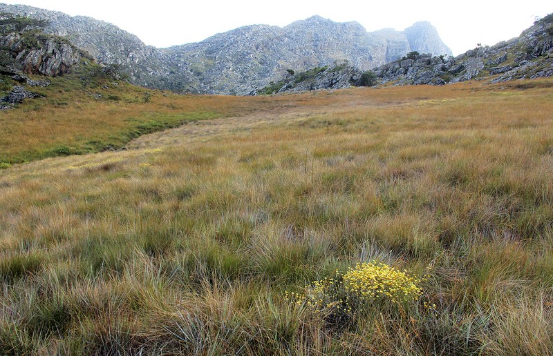 Helichrysum buchananii photo 4