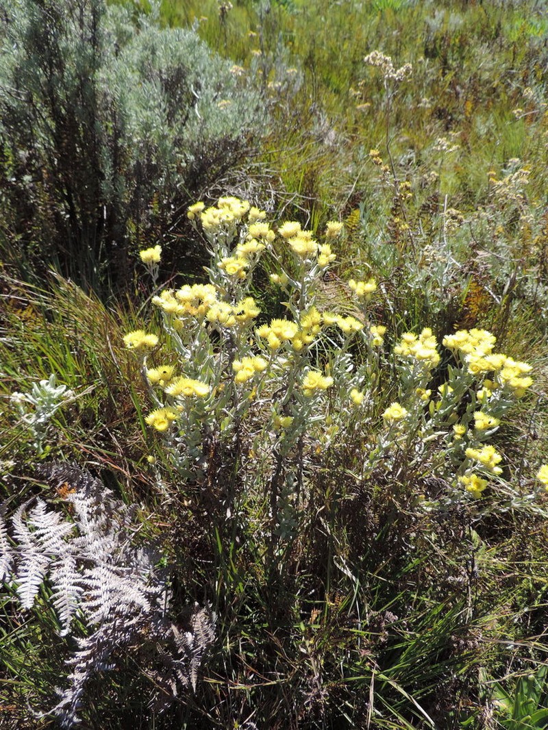 Helichrysum buchananii photo 5