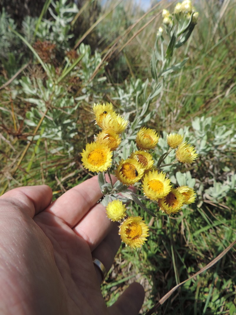Helichrysum buchananii photo 6