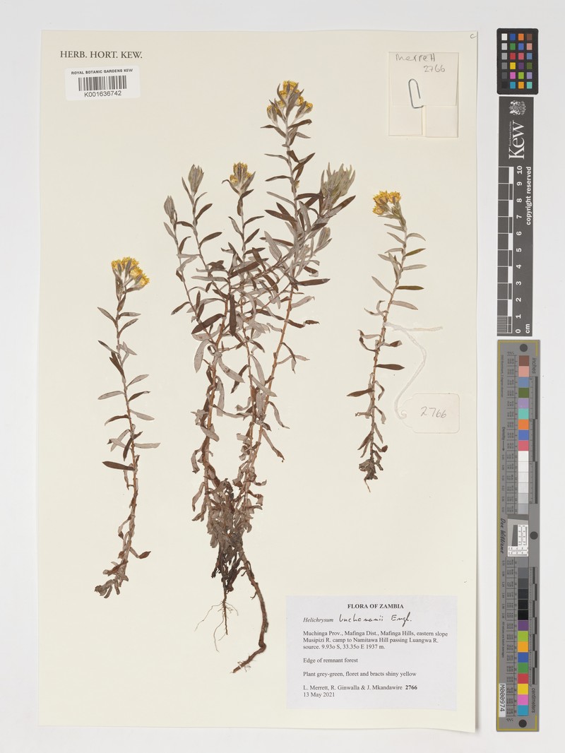 Helichrysum buchananii photo 8