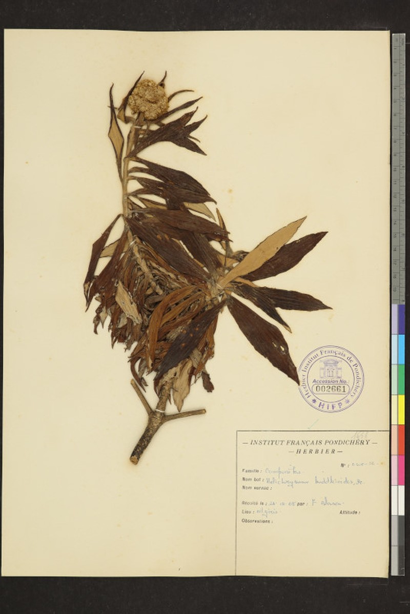 Helichrysum buddlejoides
