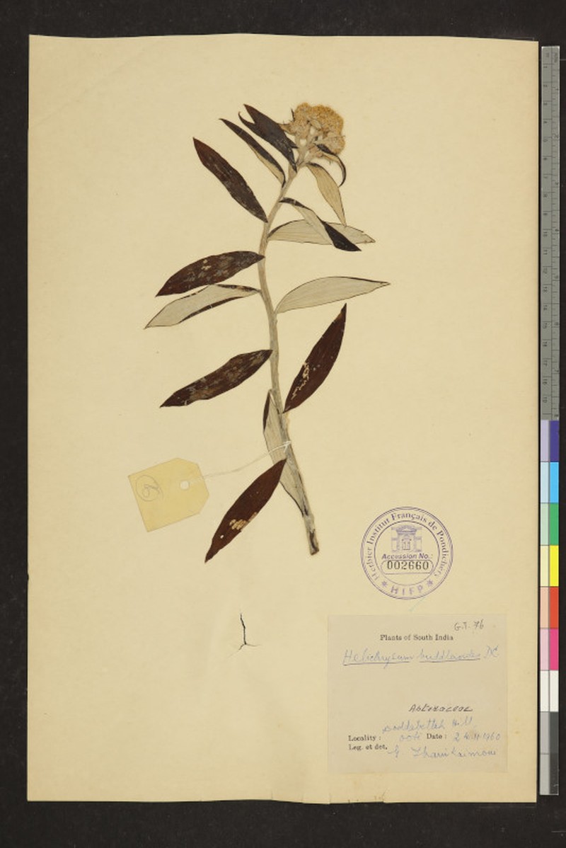 Helichrysum buddlejoides photo 2