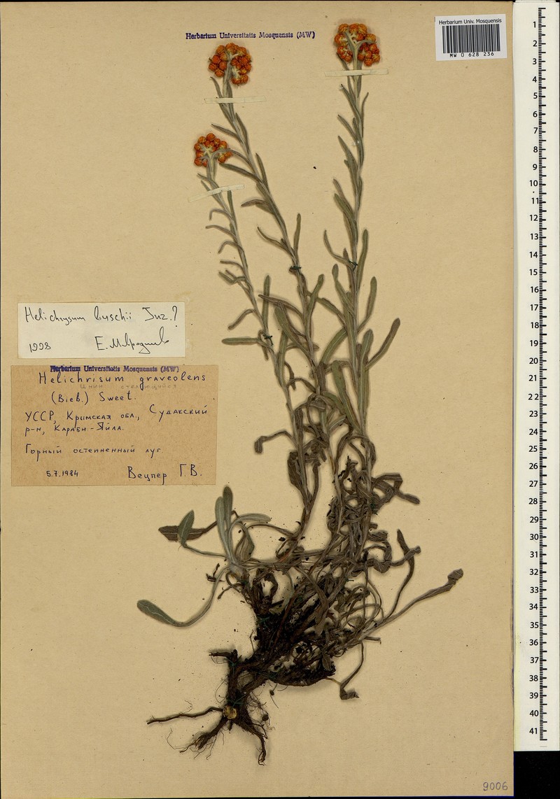 Helichrysum buschii