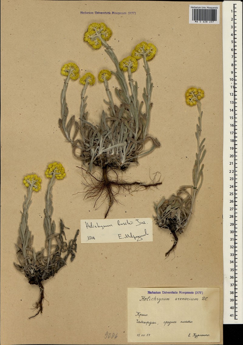 Helichrysum buschii photo 2