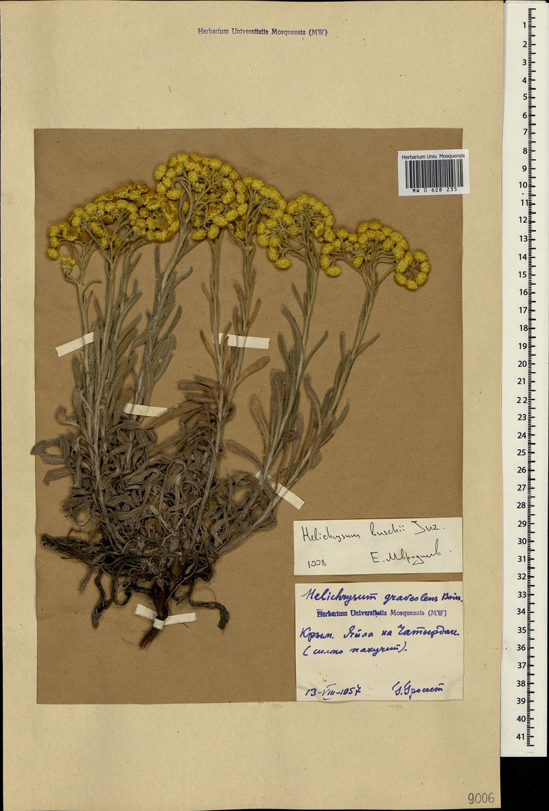 Helichrysum buschii photo 3
