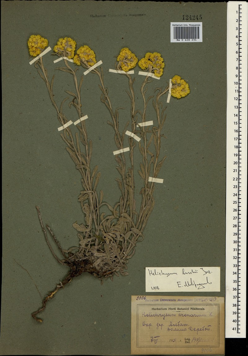 Helichrysum buschii photo 4