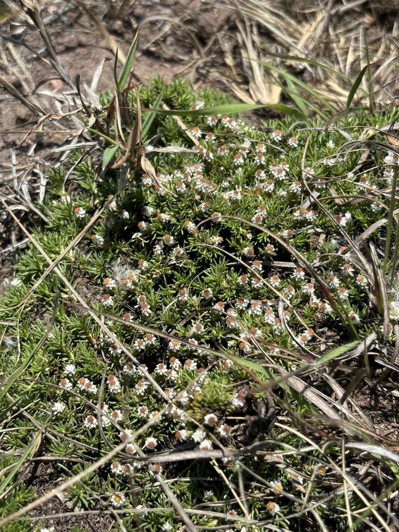Helichrysum caespititium