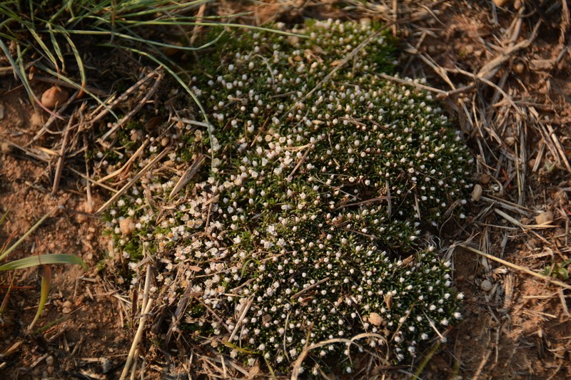 Helichrysum caespititium photo 2