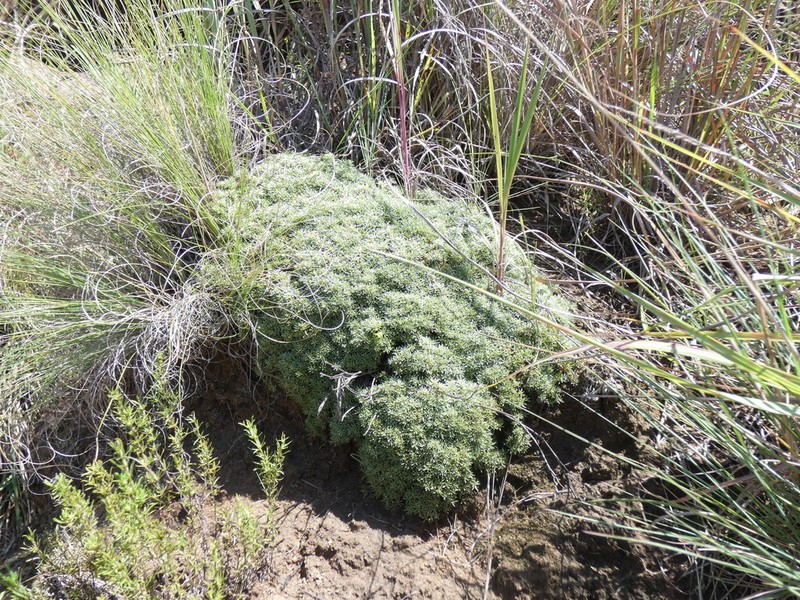 Helichrysum caespititium photo 3