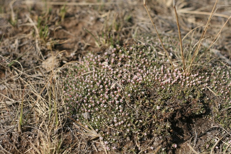 Helichrysum caespititium photo 4