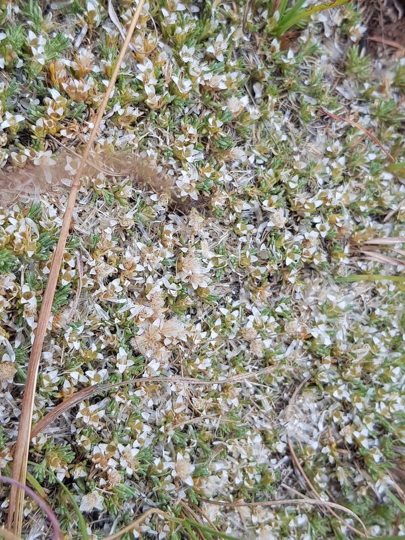 Helichrysum caespititium photo 5