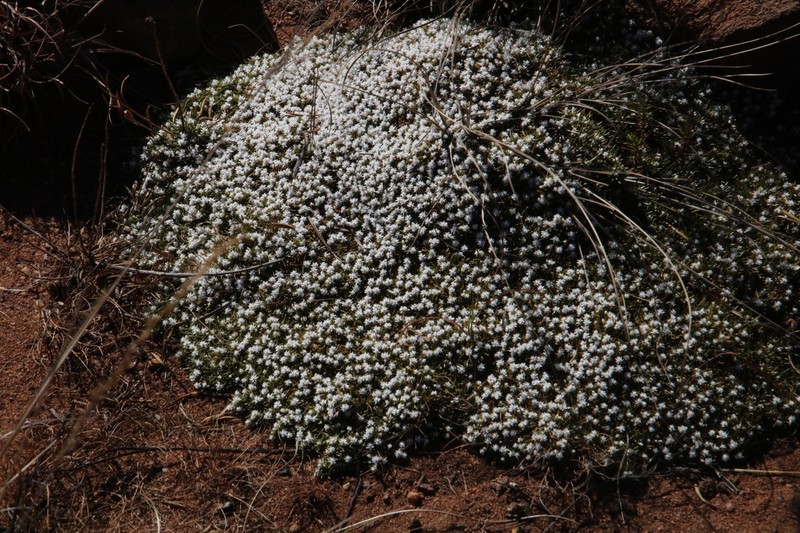 Helichrysum caespititium photo 6
