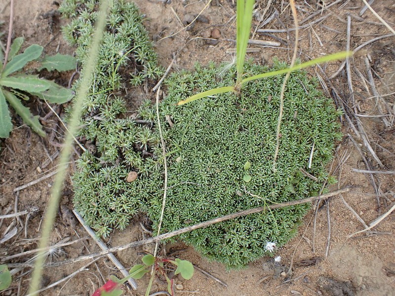Helichrysum caespititium photo 7