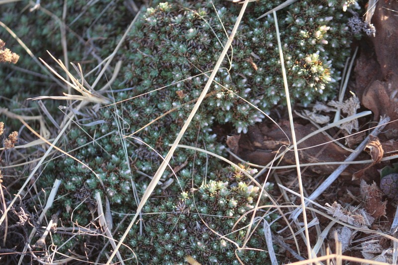 Helichrysum caespititium photo 8
