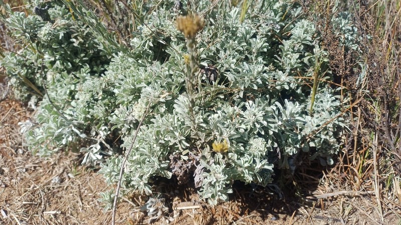 Helichrysum callicomum