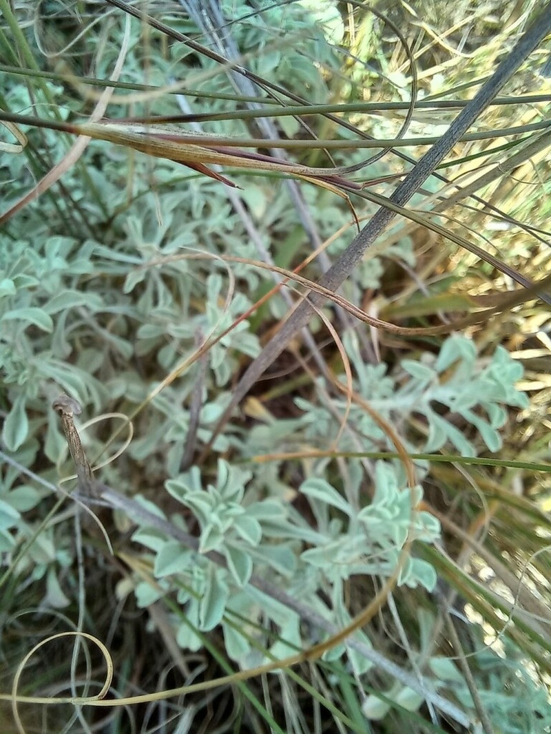 Helichrysum callicomum photo 2