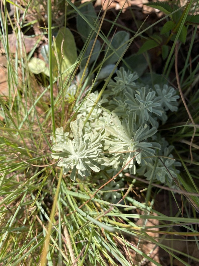 Helichrysum callicomum photo 3
