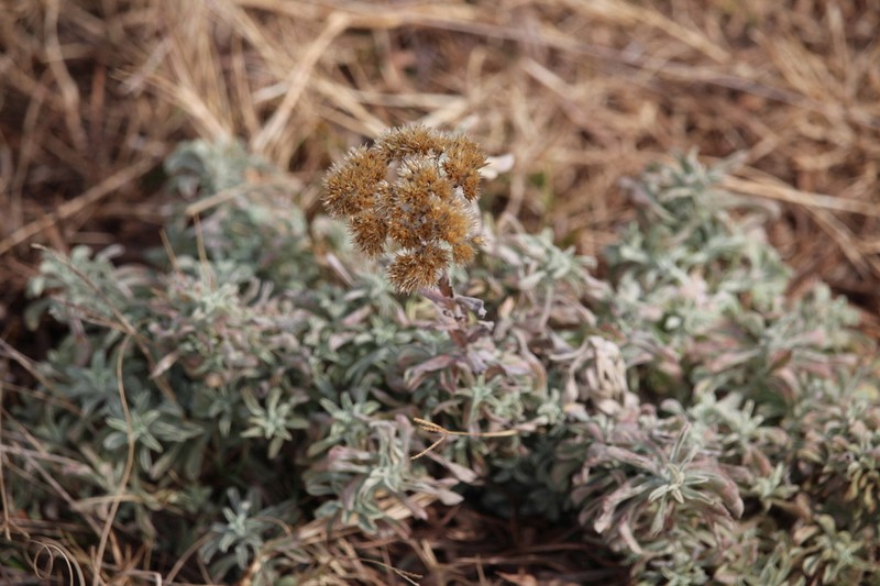 Helichrysum callicomum photo 4