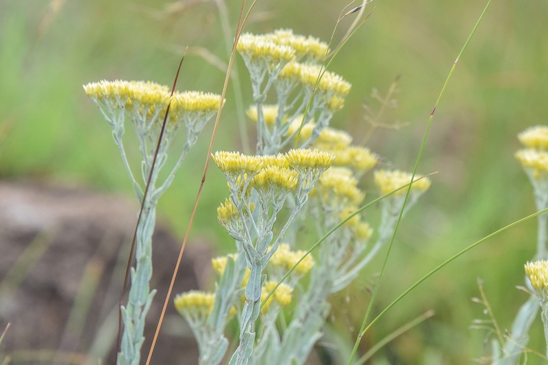 Helichrysum callicomum photo 5