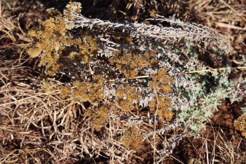 Helichrysum callicomum photo 6