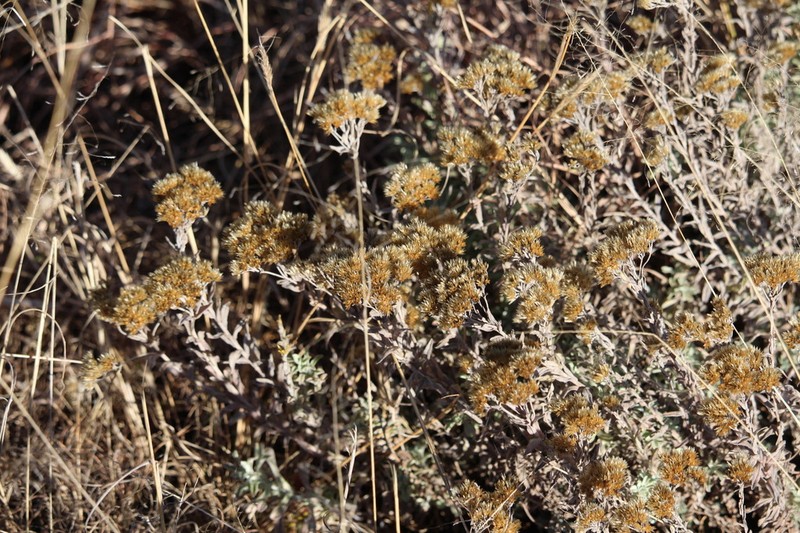 Helichrysum callicomum photo 7