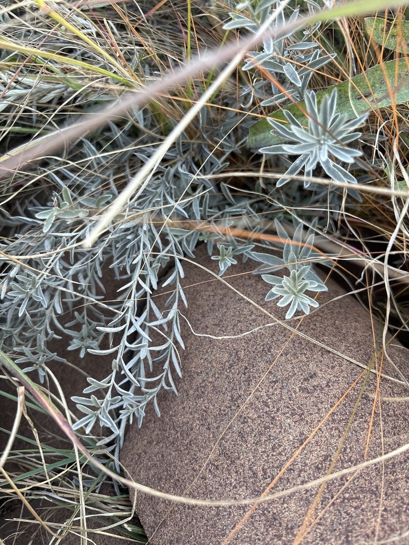 Helichrysum callicomum photo 8